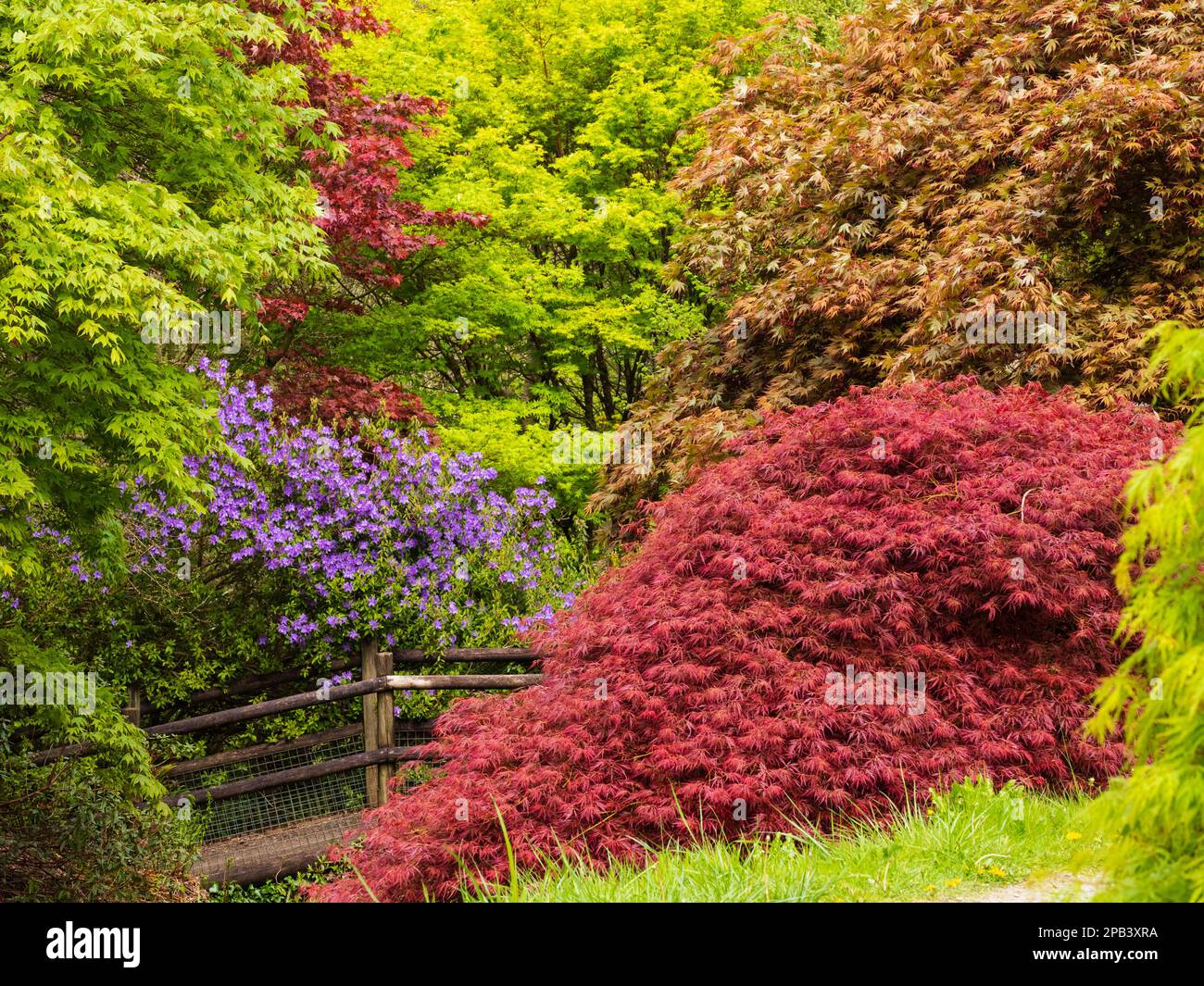 Frisches Frühlingslaub im Kontrast zum acer Glade im Garden House, Buckland monachorum, Devon Stockfoto