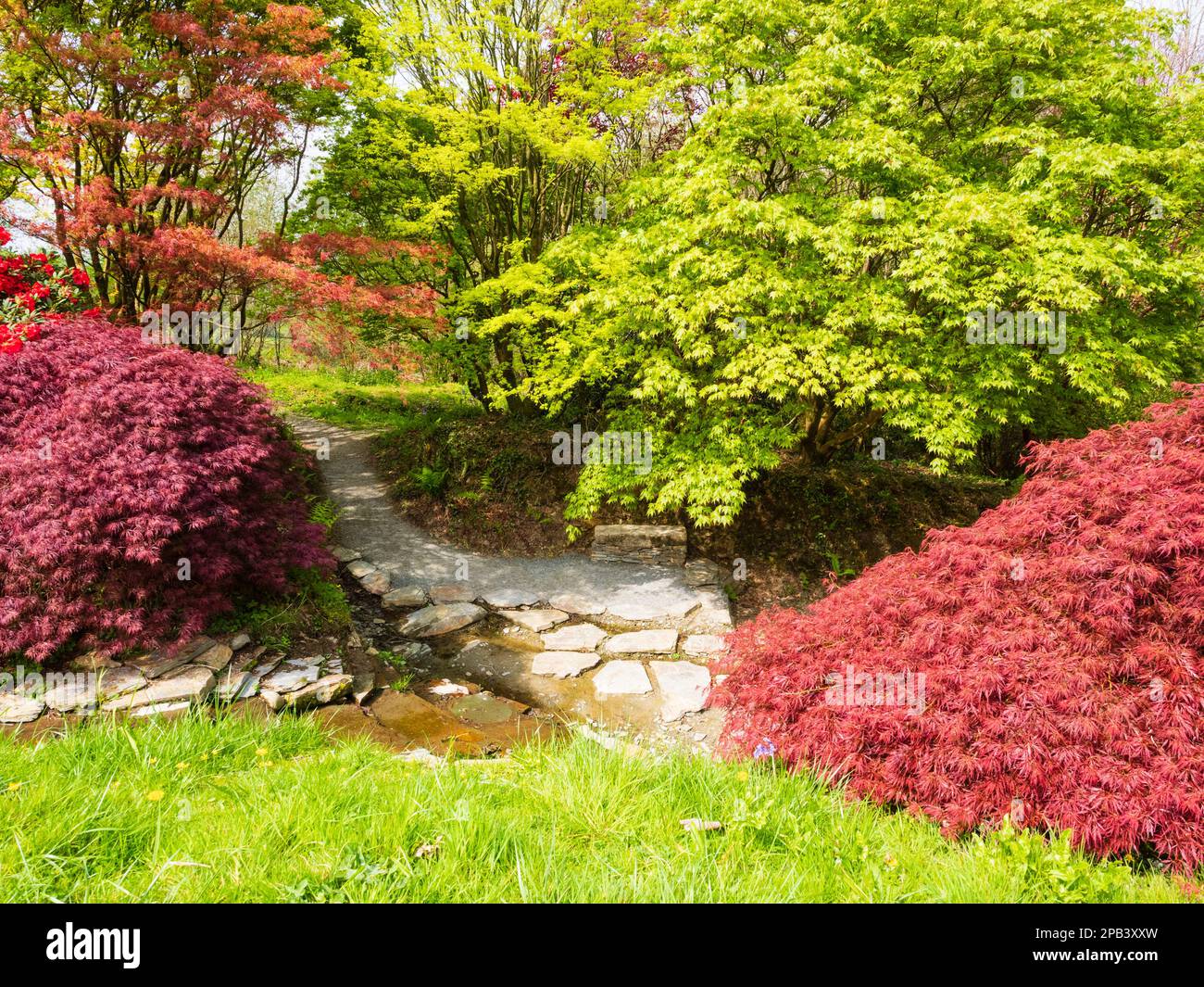 Frisches Frühlingslaub im Kontrast zum acer Glade im Garden House, Buckland monachorum, Devon Stockfoto