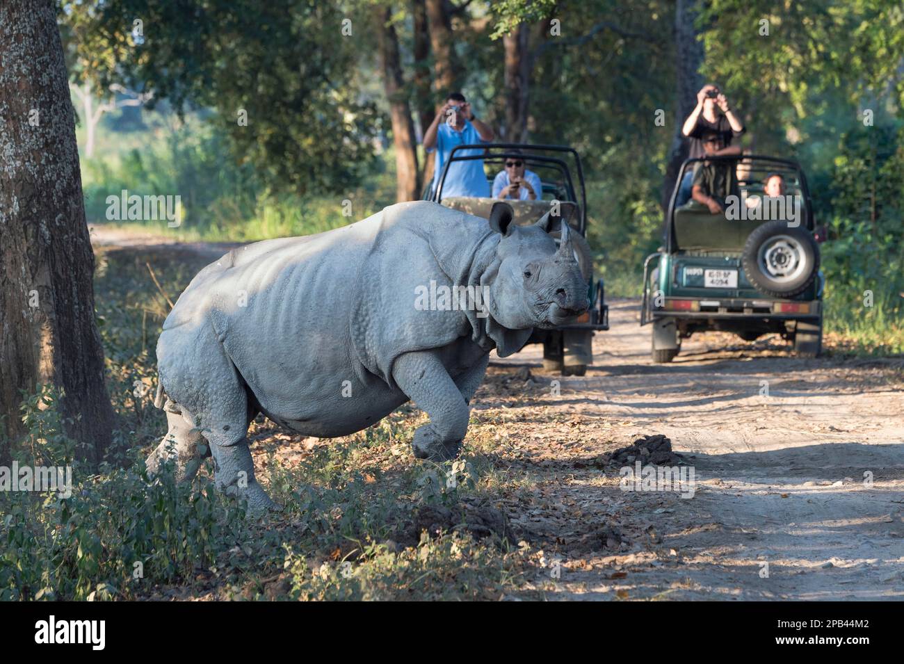 Indisches Nashorn (Rhinoceros unicornis), das eine Waldstraße vor einem Touristenfahrzeug durchquert, Kaziranga-Nationalpark, Assam, Indien, Asien Stockfoto