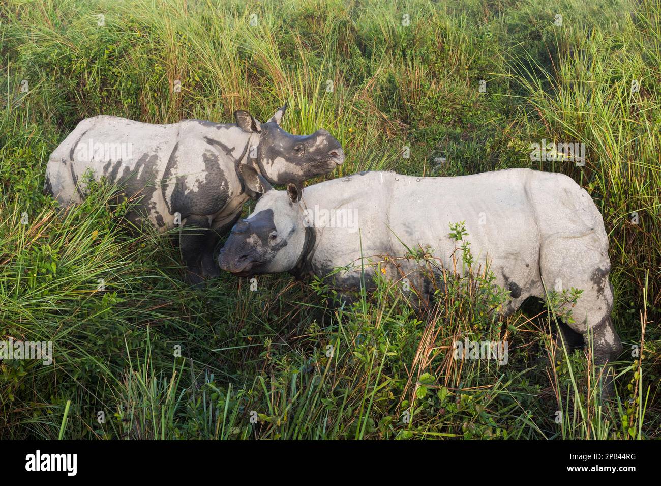 Ein Paar indische Nashörner (Rhinoceros unicornis) in Elefantengras, Kaziranga-Nationalpark, Assam, Indien, Asien Stockfoto