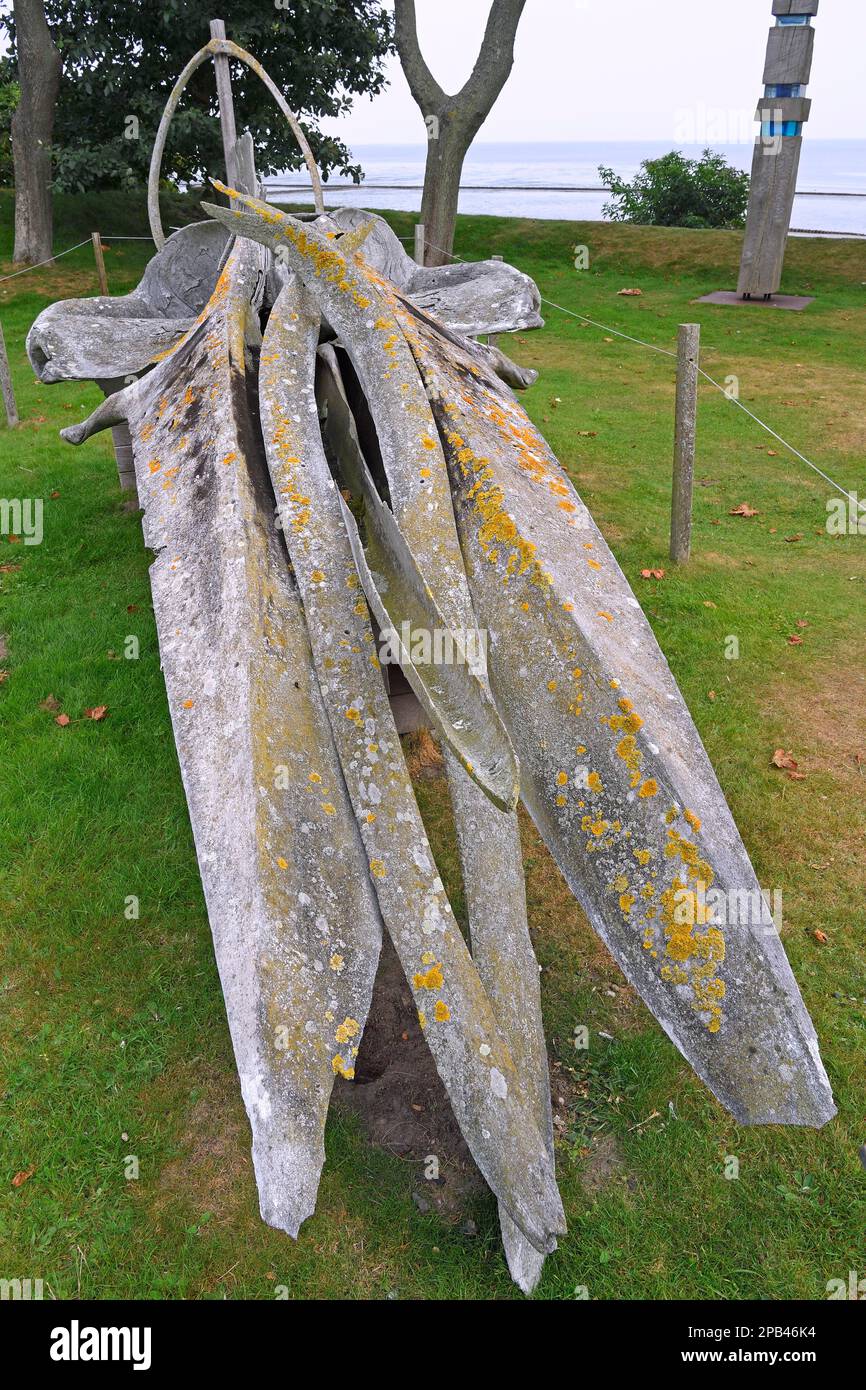 Skelett eines Finnwals (Balaenoptera physalus) im Sylt Museum of Local History, Keitum, Sylt, Nordfriesische Inseln, Nordfriesien, Schleswig-Hols Stockfoto