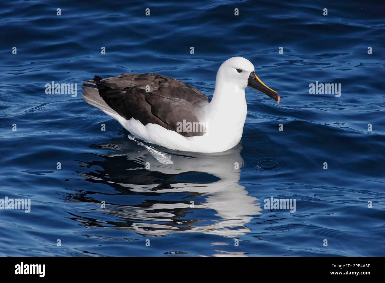 Indischer Gelbnasen-Albatross (Thalassarche carteri), Erwachsener, ruht auf See, Woollongong, New South Wales, Australien, Ozeanien Stockfoto