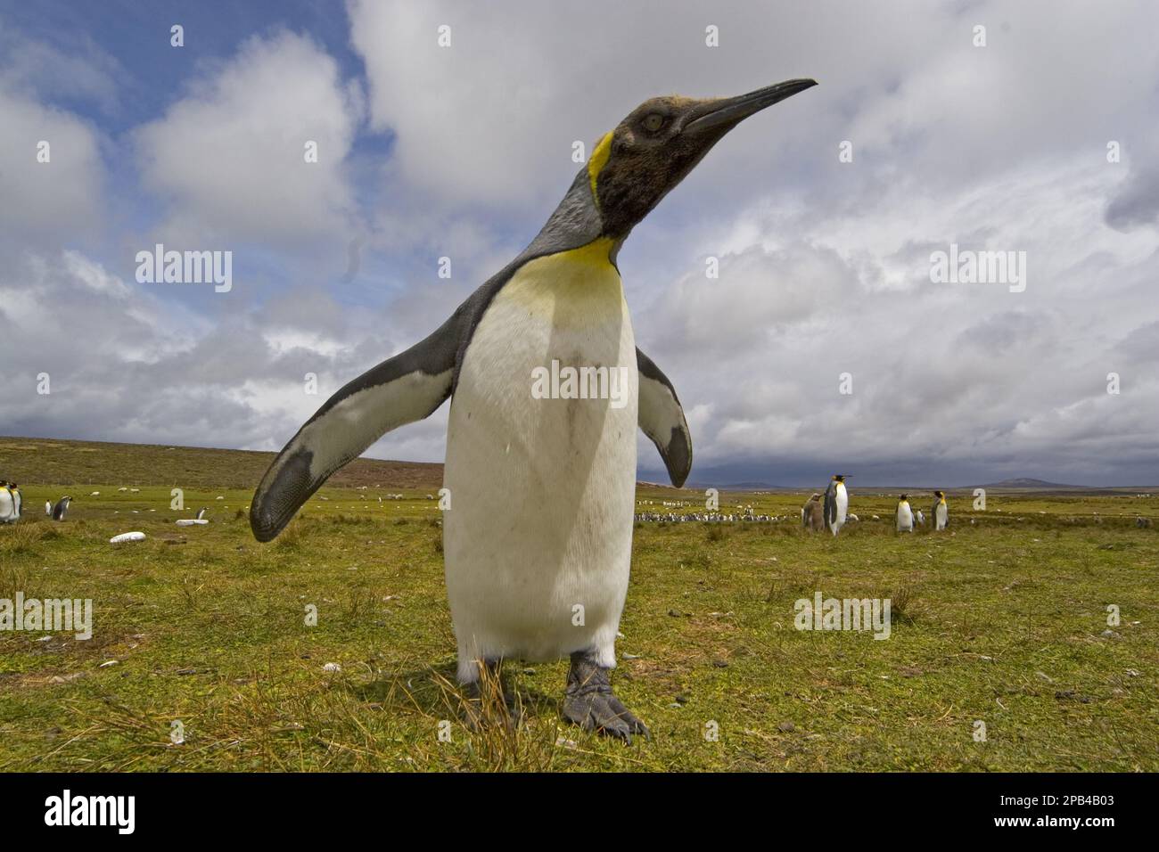 Patagonica, Königspinguin (Aptenodytes patagonicus), große Pinguine (Aptenodytes), Pinguine, Tiere, Vögel, König Pinguin, fotografiert mit einem breiten Winkel Stockfoto