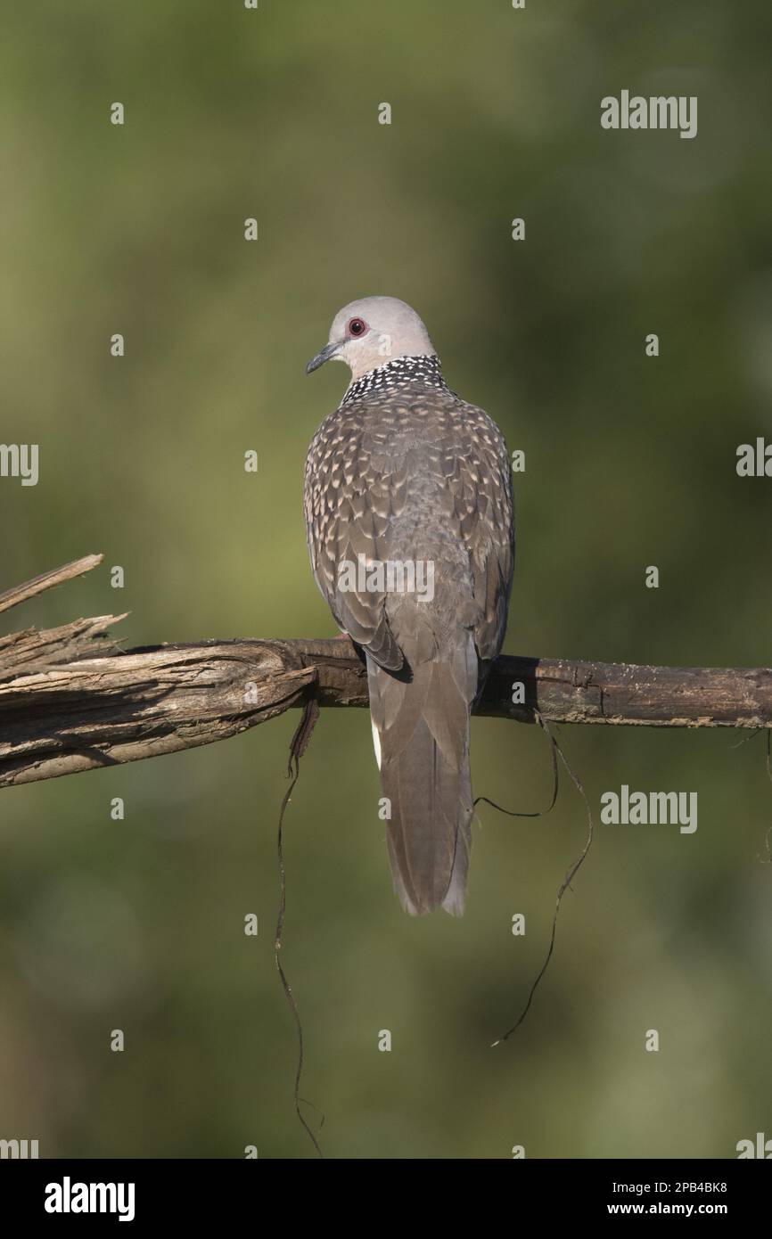 Ceylonensis, Streptopelia, Perlenhalstaube, Tigerhals-Taube, Gepunktete Perlenhalstaube, Flecktauben (Spilopelia chinensis), Tigerhals-Tauben, Stockfoto