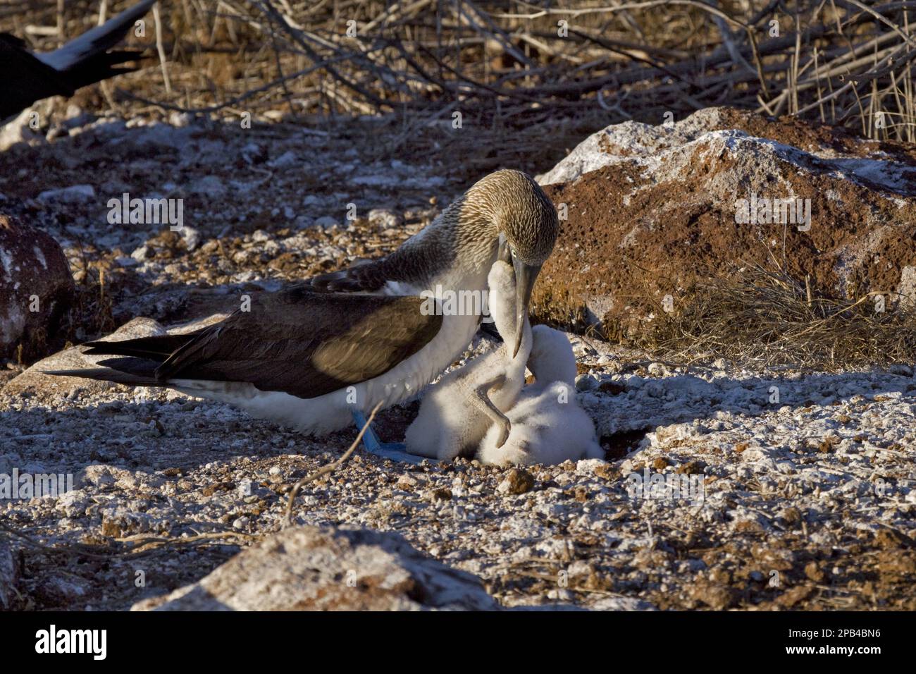 Der junge Blaufüßiger (Sula nebouxii) bekommt Nahrung, indem er Excisa erbricht Stockfoto