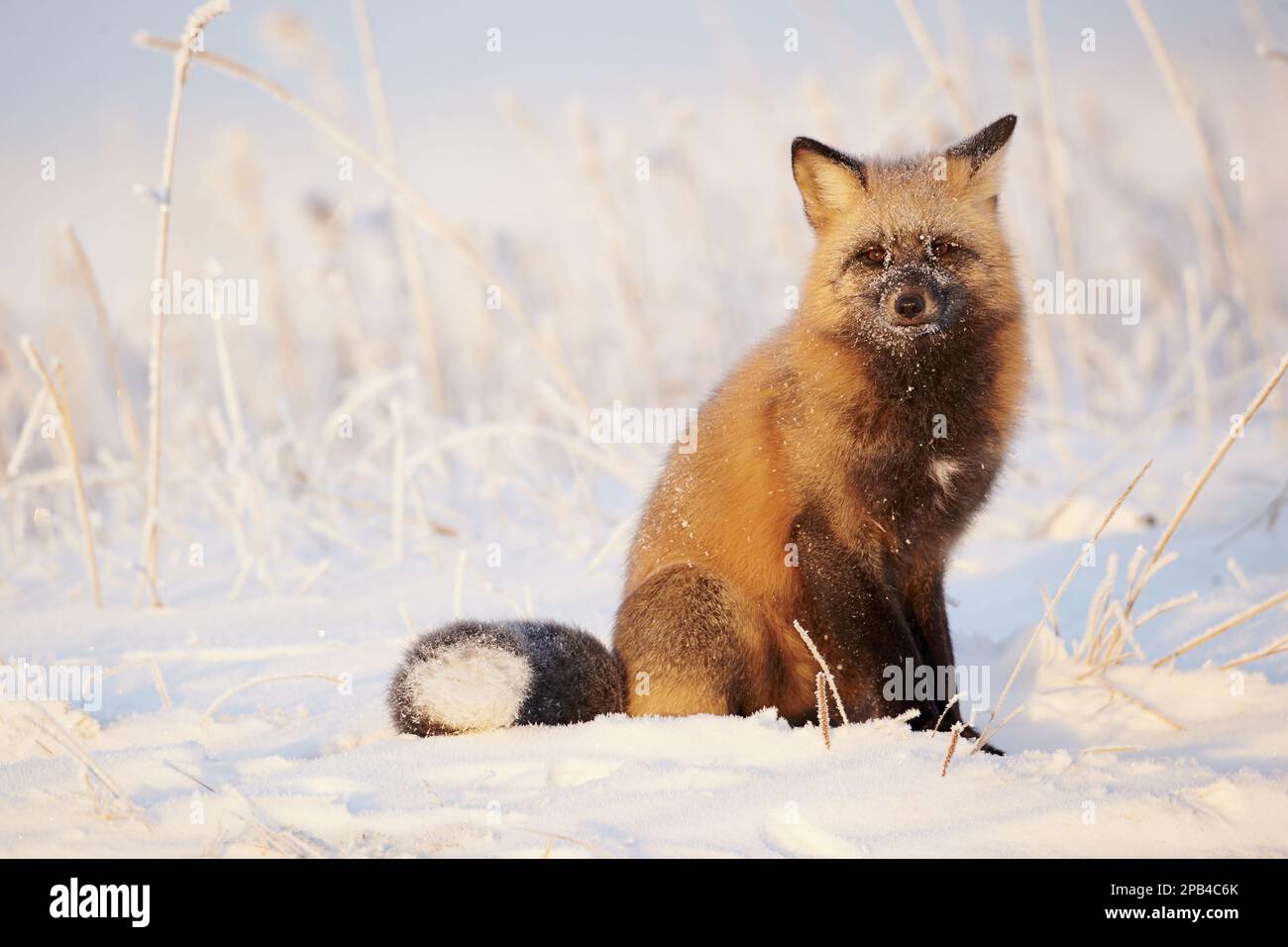 Amerikanischer Rotfuchs (Vulpes vulpes fulva), amerikanische Rotfüchse, Füchse, Füchse, Hunde, Fleischfresser, Säugetiere, Tiere, amerikanischer rotfuchs 'Cross Fo Stockfoto