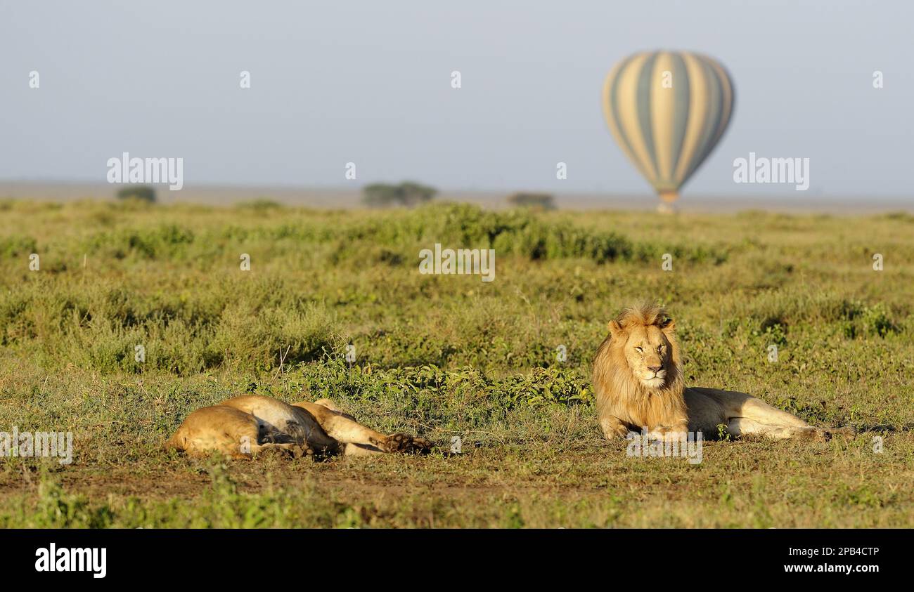 Masai Lion (Panthera leo nubica) erwachsenes Paar, ruht auf Grünland, mit Heißluftballon im Hintergrund, Serengeti N. P. Tansania Stockfoto