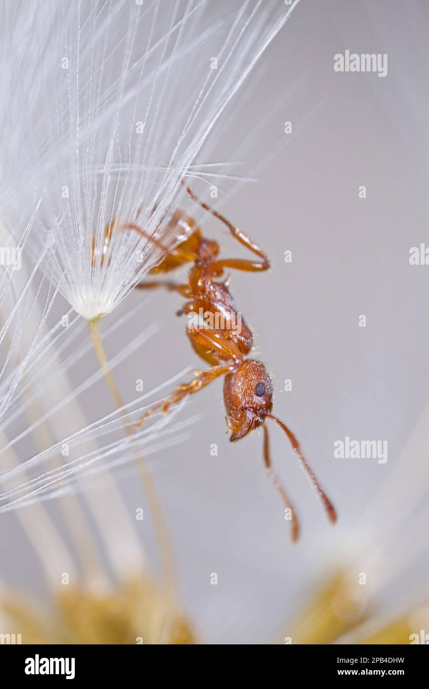 Red Ant (Myrmica rubra) erwachsener Arbeitnehmer, in Dandelion Seedhead, Powys, Wales, Vereinigtes Königreich, Europa Stockfoto