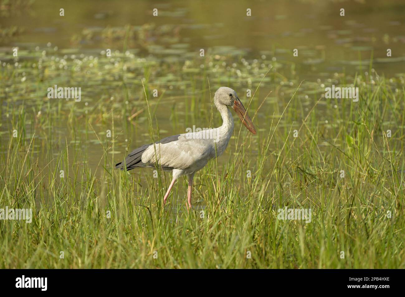 Asiatische Entenbarsche (Anastomus oscitans), Silberschnabel-Storch, Storch, Tiere, Vögel, Asiatischer Storch, Erwachsener, Walking in Water, Yala N. P. Sri Lank Stockfoto