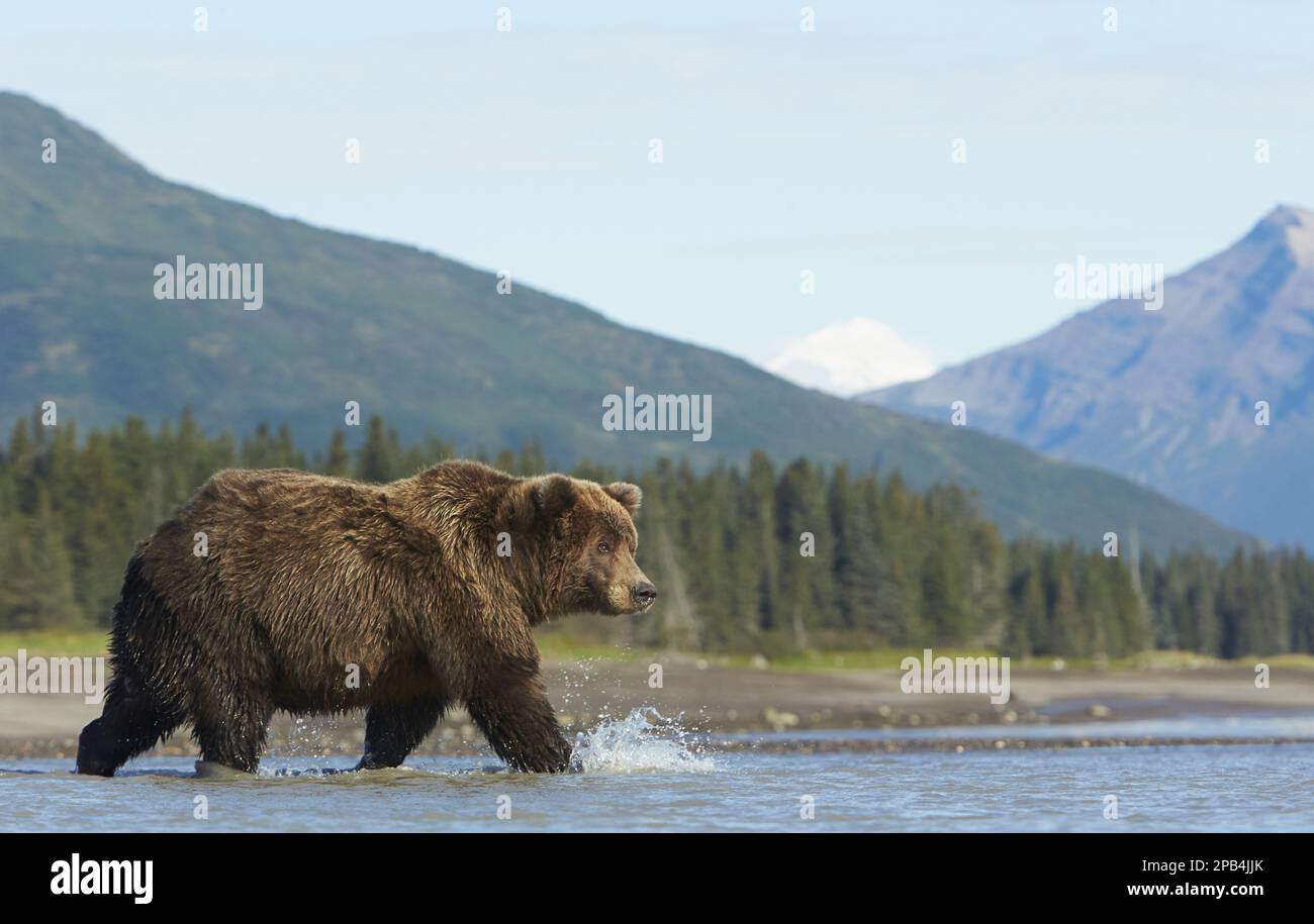 Grizzlybär, Grizzlybären (Ursus arctos horribilis), Braunbär, Braunbären, Bären, Raubtiere, Säugetiere, Tiere, Grizzly Bear Erwachsene, Wale Stockfoto