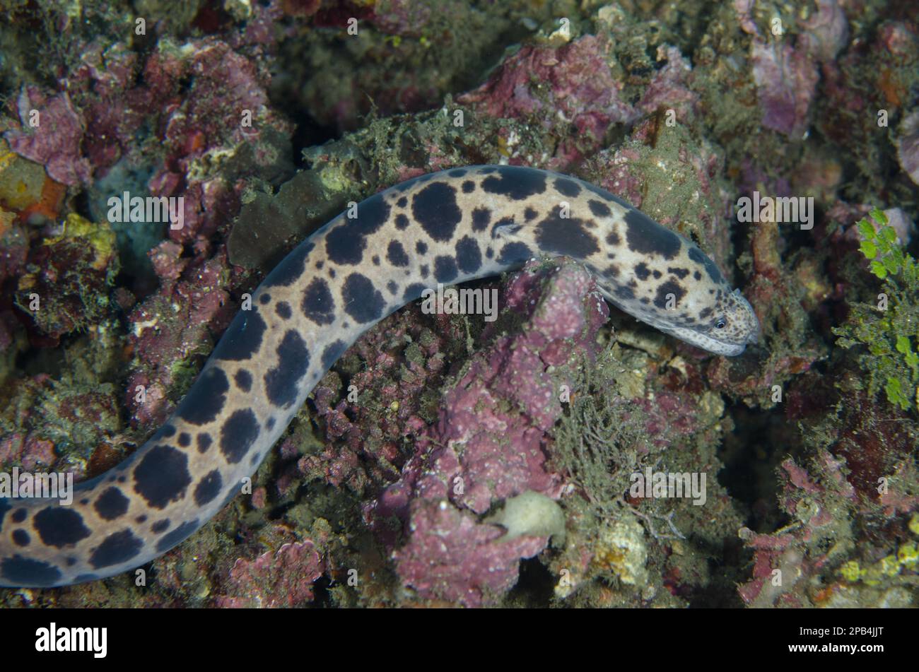 Tiger Snake Moray (Scuticaria tigrina), Erwachsener, frei schwimmend auf dem Riff, der Lembritstraße, Sulawesi, den größeren Sunda-Inseln, Indonesien, Asien Stockfoto