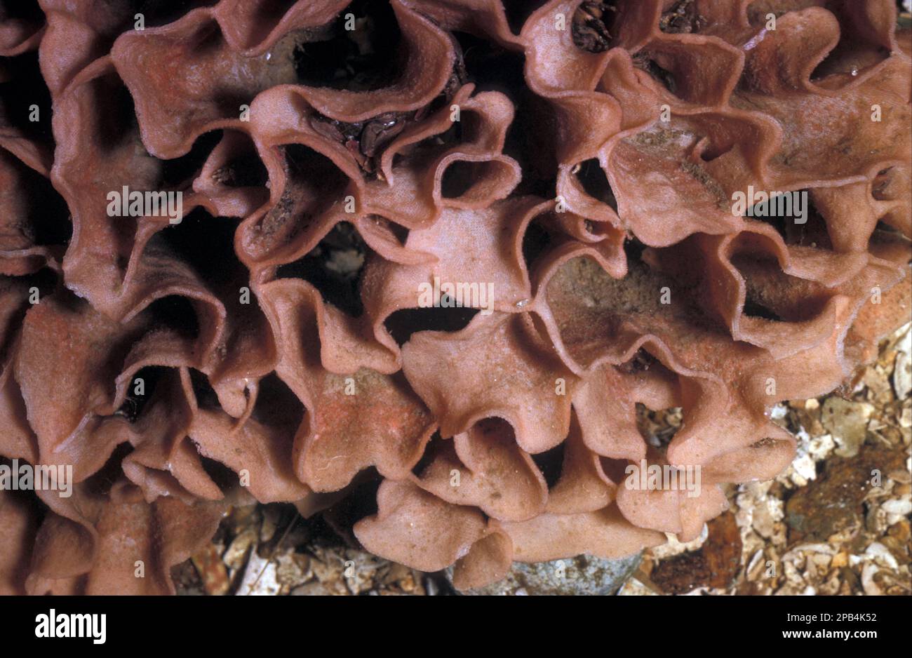 Sonstige Tiere, Tiere, Bryozoen, Pentapora foliacea, Meeresmatten Stockfoto