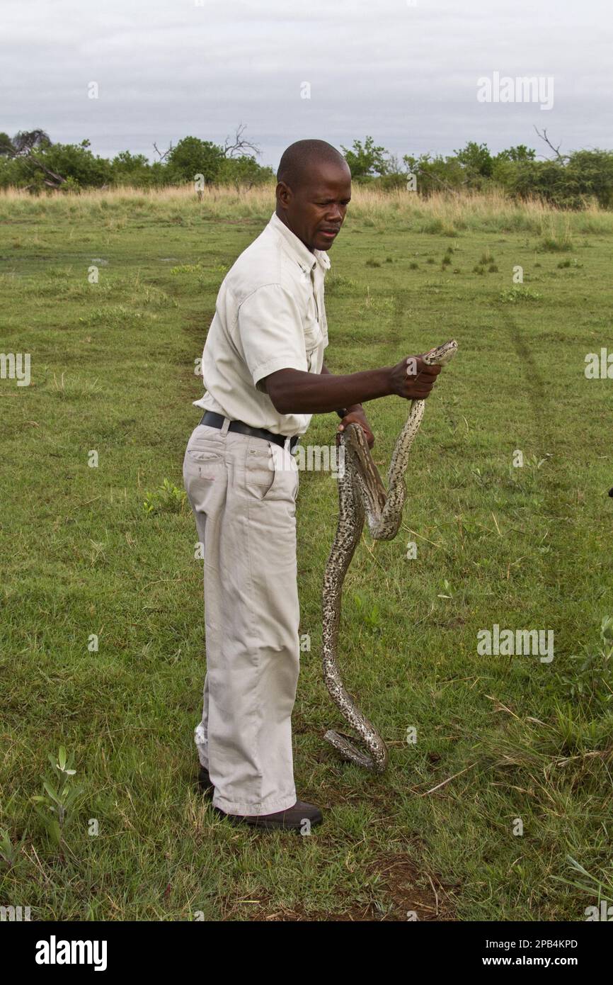 Northern Rock Python, Northern Rock Pythons, andere Tiere, Reptilien, Schlangen, Tiere, Riesenschlangen, eine afrikanische Felsenpython in der Hand, Okavango Delta Stockfoto