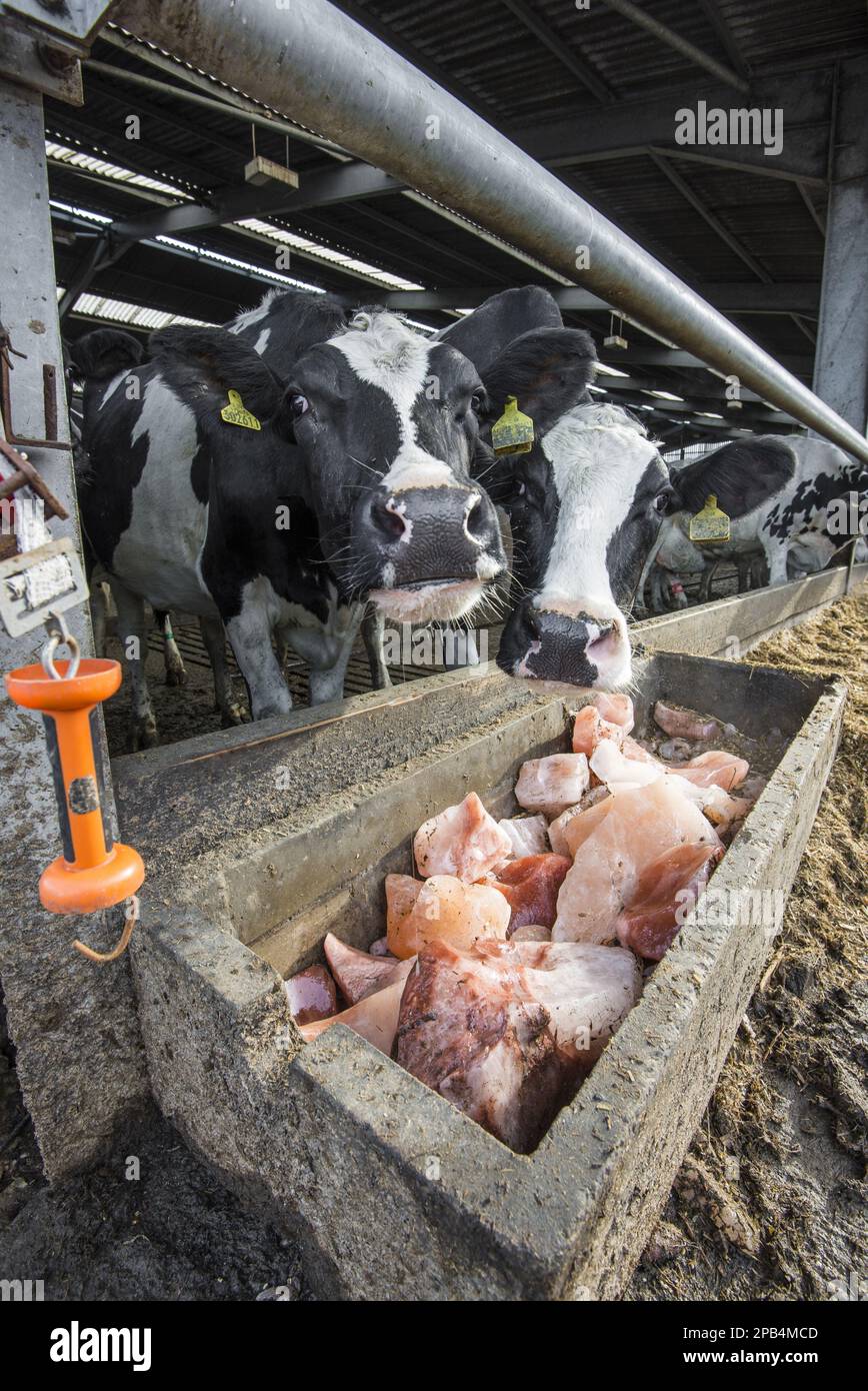 Holstein-Rinder, Holstein-Rinder, reinrassige, Nutztiere, Haustiere (Klauentiere), Tiere, Säugetiere, Huftiere, Hausrinder, catt Stockfoto