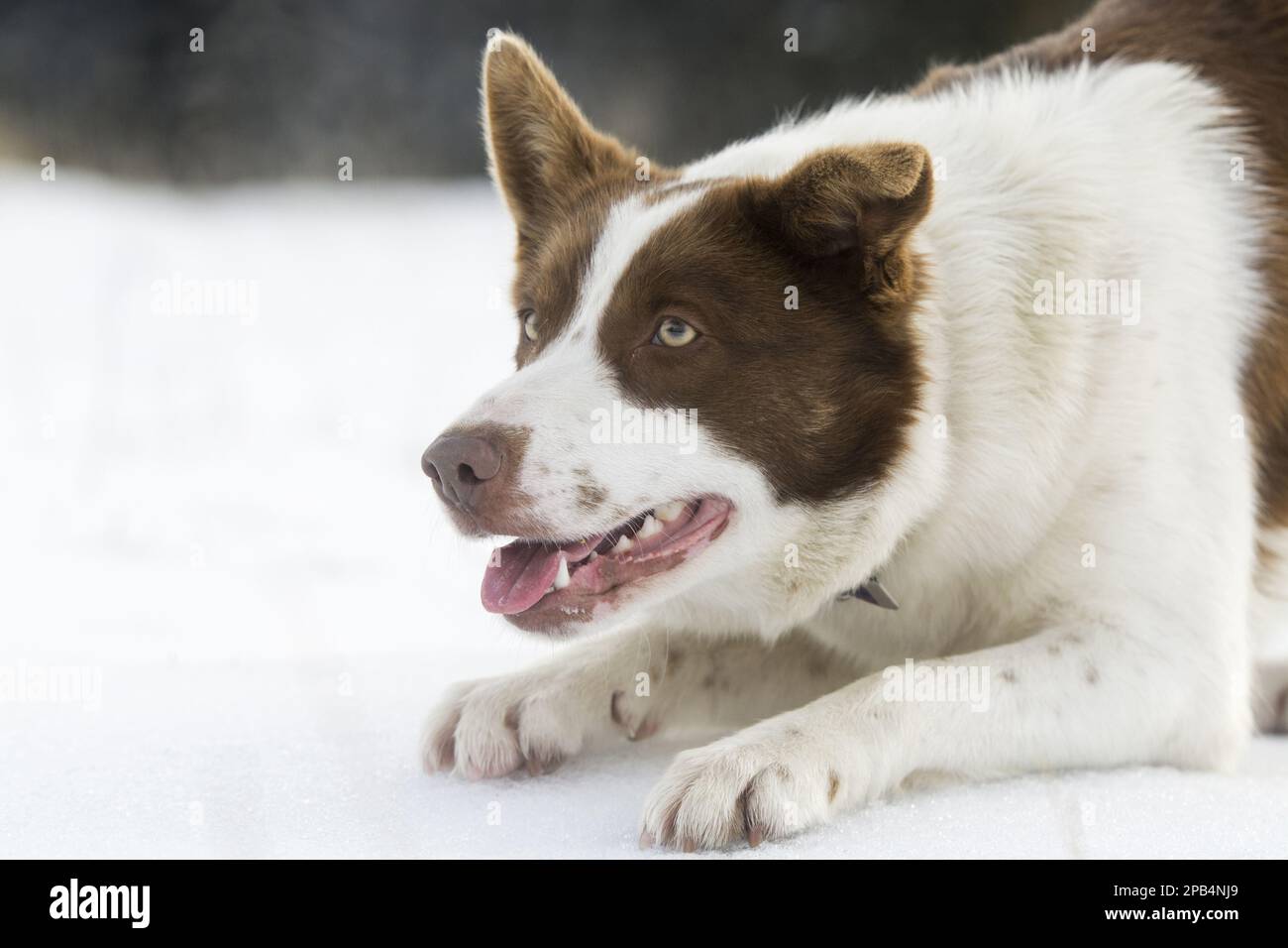 Haushund, Border Collie, arbeitender Schäferhund, Erwachsener, Nahaufnahme von Kopf und Vorderbeinen, auf Schnee hockend, North Yorkshire, England, Vereinigtes Königreich, Eu Stockfoto