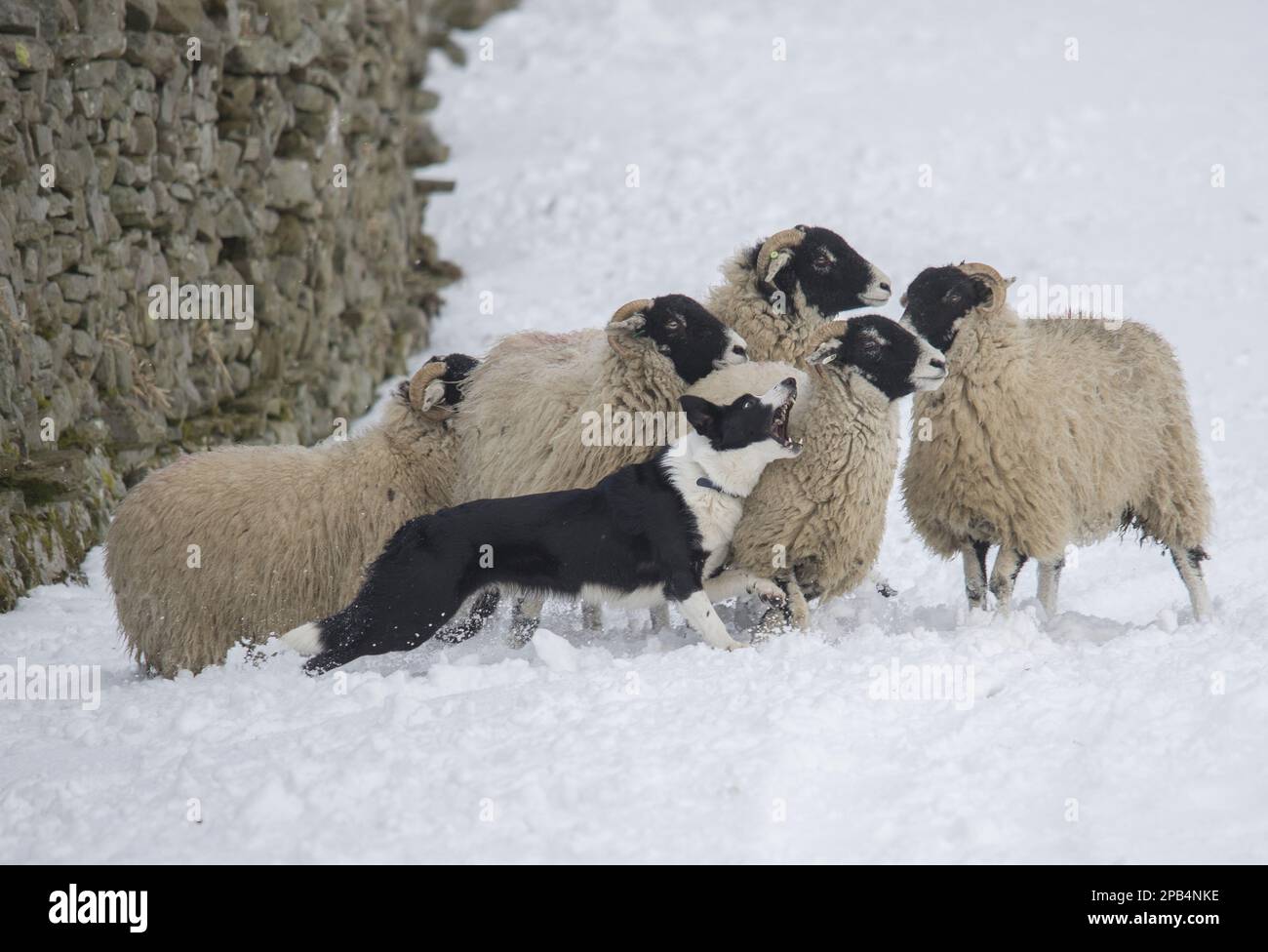 Haushund, Border Collie Sheepdog, Erwachsener, Herden von Swaledale-Schafen im Schnee, Hawes, Wensleydale, Yorkshire Dales N. P. North Yorkshire, England, U Stockfoto