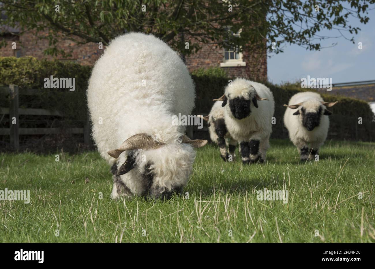 Walais Blacknose-Schafe, reinrassige, Hausschafe, Huftiere, Vieh, Klauen, Säugetiere, Tiere, Hausschafe, Hausschafe, Valais Blacknose du Stockfoto