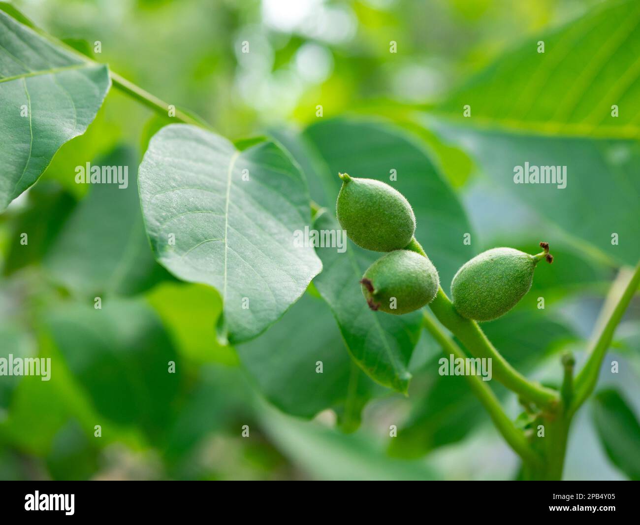 Grüne Ovarialfrüchte von Walnüssen auf einem jungen Baum, selektiver Fokus. Anbau von Nüssen. Juglans regia Stockfoto