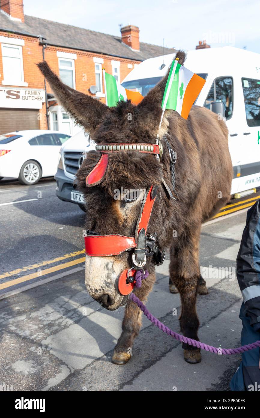 Warrington, Cheshire, Großbritannien - 12. März 2023 – Warrington Irish Club ist Gastgeber des St. Patrick's Day Parade. Beginn um 10,30 Uhr morgens vom Irish Club in der Orford Lane zum „River of Life“ in der Bridge Street im Stadtzentrum, wo ein kurzer Gottesdienst zum Gedenken an den Jahrestag des Bombenanschlags in Warrington abgehalten wurde. Esel, die hinter ihren Ohren die irische Flagge trugen, nahmen Teil an Credit: John Hopkins/Alamy Live News Stockfoto