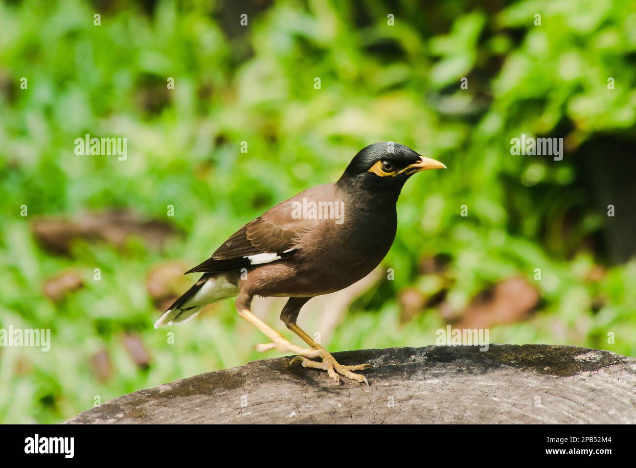 Mynas liegt auf einem Baumstumpf, Stare sind ein in Thailand ansässiger Vogel. Stockfoto