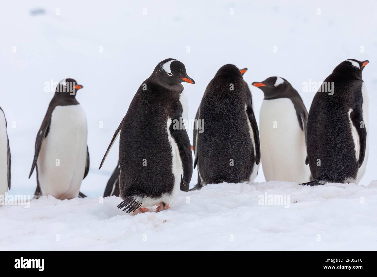 Gentoo-Pinguine in der Antarktis, die über ihre Schulter schauen Stockfoto