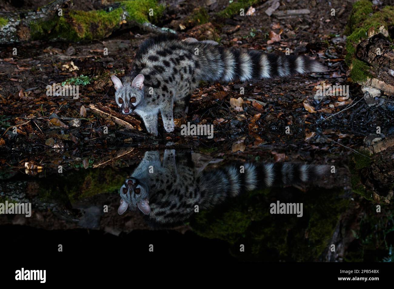 Gemeine Ente (Genetta genetta) bei Nacht, Montseny, Katalonien, Spanien Stockfoto