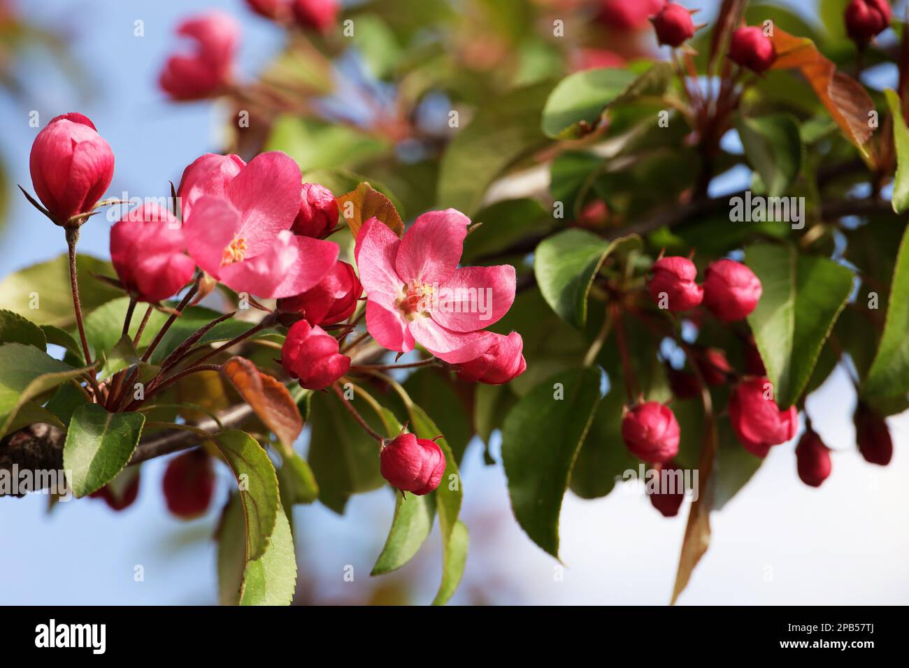 Rote Apfelblüte auf einem Ast im Frühlingsgarten. Knospen und Blumen mit grünen Blättern Stockfoto