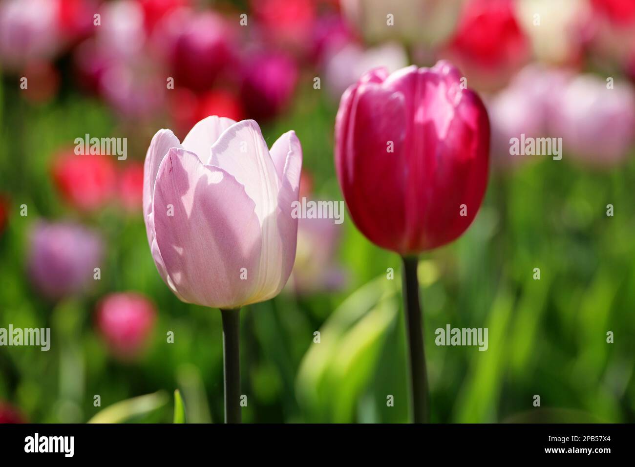 Pinkfarbene und lila Tulpenblüten im Sonnenlicht, farbenfroher Frühlingshintergrund. Feld der blühenden Tulpen, selektiver Fokus Stockfoto