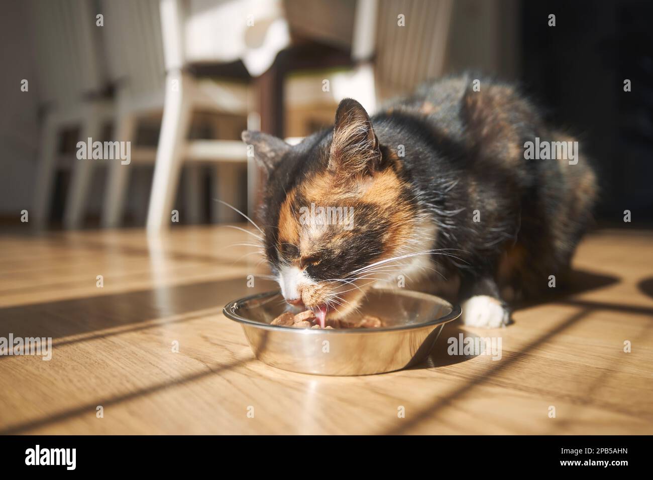 Süße braune Katze, die zu Hause aus einer Metallschüssel isst. Haustier. Stockfoto