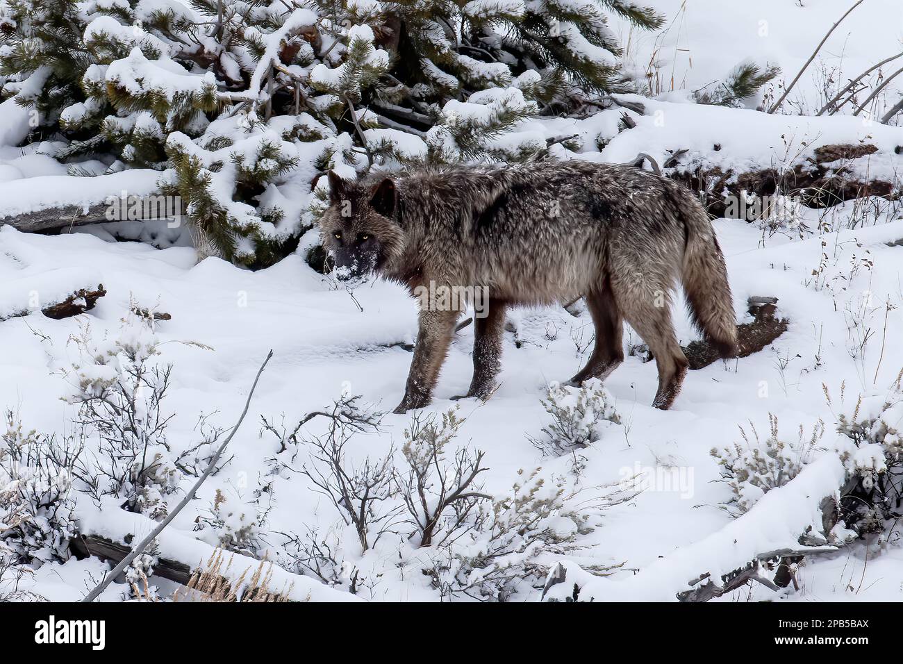 Ein grauer Wolf des Wapiti Pack im Yellowstone-Nationalpark jagt Raben in den Wintermonaten in einem Incubr von einem Imbisshaufen in der nördlichen Bergkette weg Stockfoto