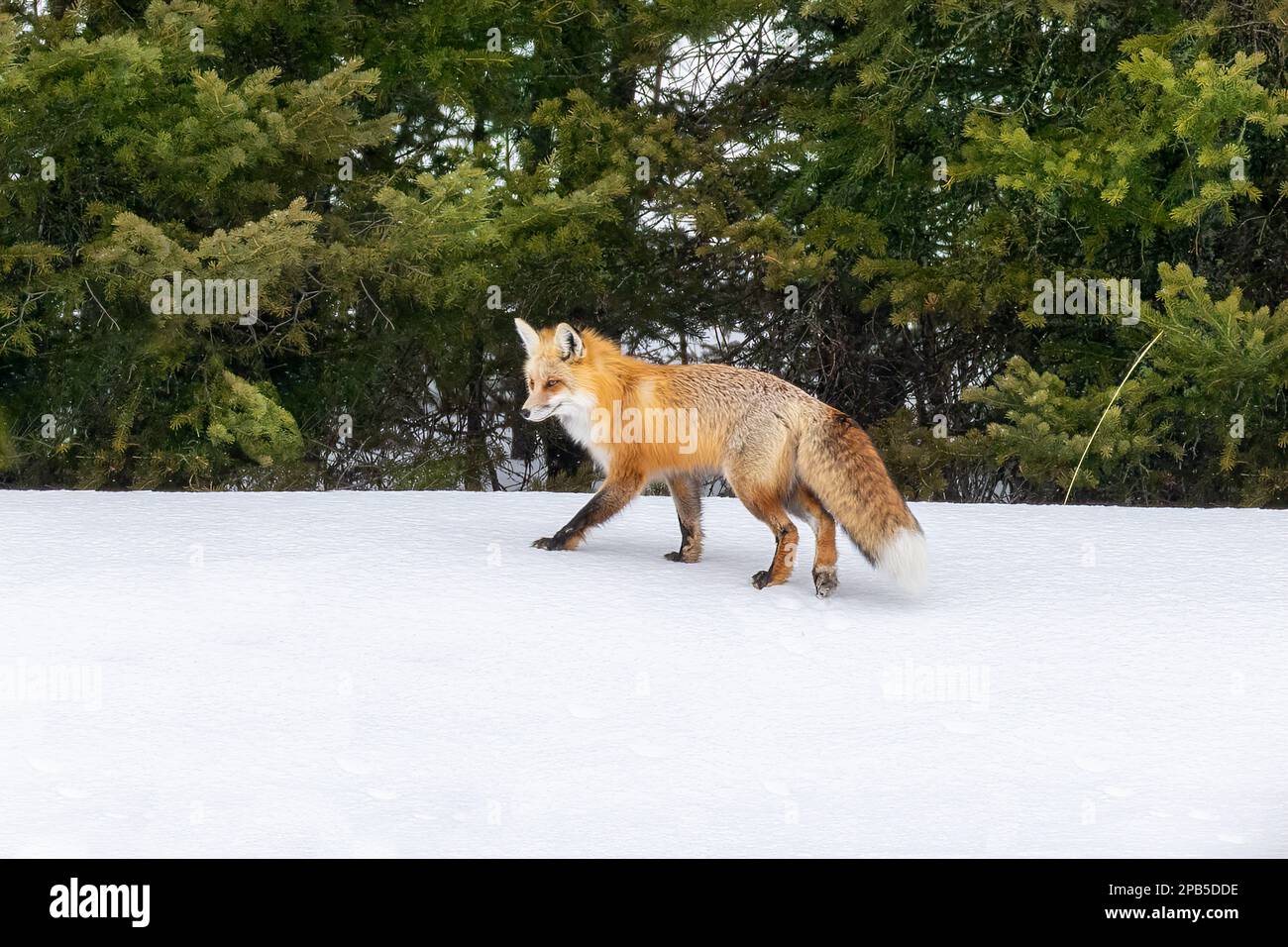 In der gefrorenen Winterlandschaft erwartet Sie ein wunderschöner Rotfuchs mit der nächsten Mahlzeit Stockfoto