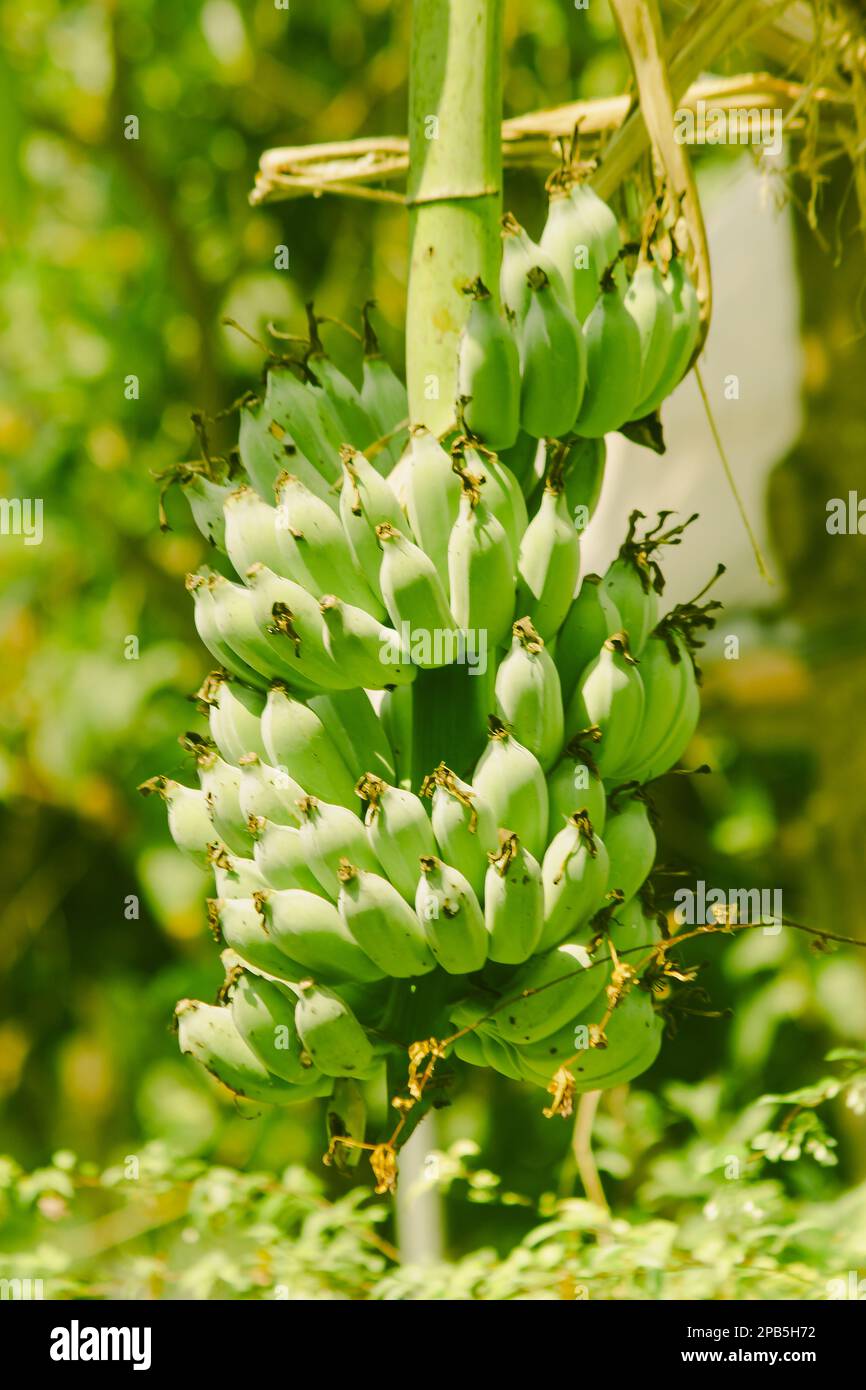 Kultivierte grüne Banane, Klui Namwa, mit grüner Schale, leicht anzubauen, guter Geschmack, Ist eine Art von Banane, einheimische Banane, die in allen Regionen von üblich ist Stockfoto