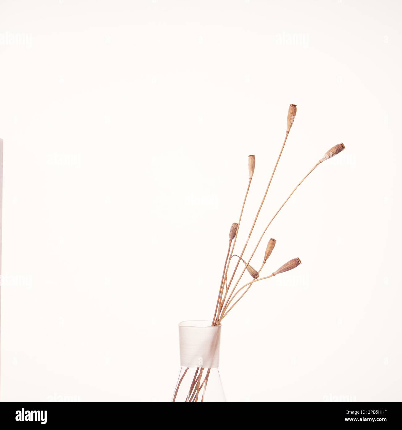 Ikebana aus trockenen Mohnstielen in einer Glasvase auf weißem Hintergrund. Stockfoto