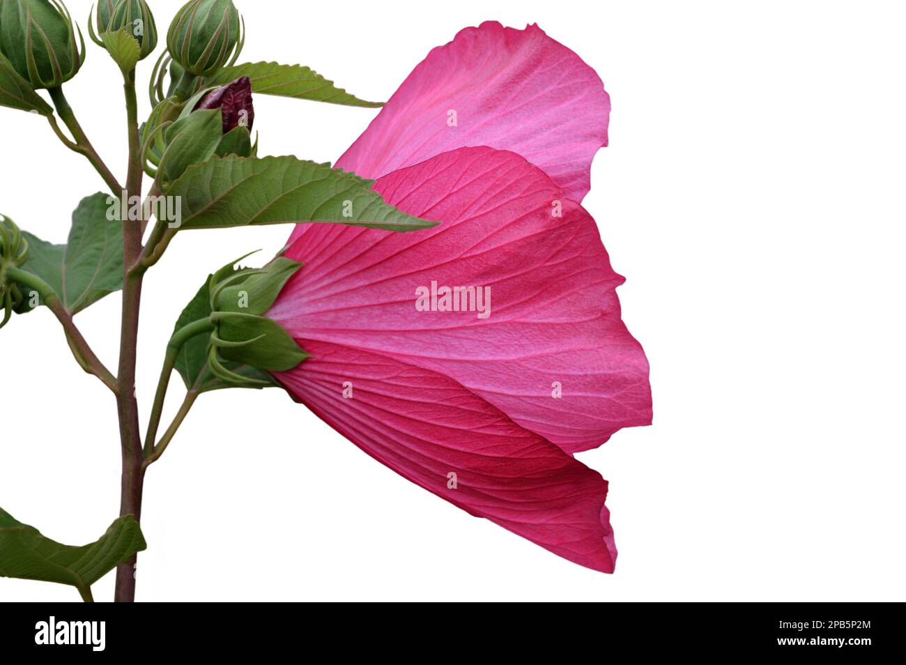 Rosa Hibiskus-Moscheutos-Blume isoliert auf weißem Hintergrund mit Kopierraum Stockfoto