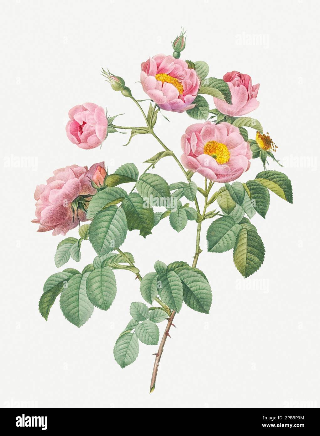 Rosa Mollissima. Rosenblüten-Illustration. Antike botanische Kunst von Pierre Joseph Redouté. Ungefähr 1833 Stockfoto