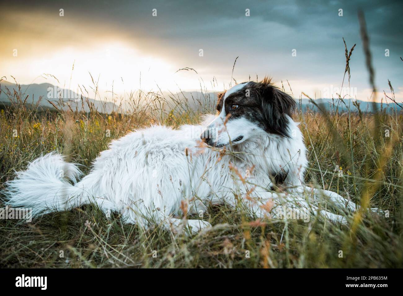 Ein wunderschöner weißer Hund, der sich im Freien amüsiert Stockfoto