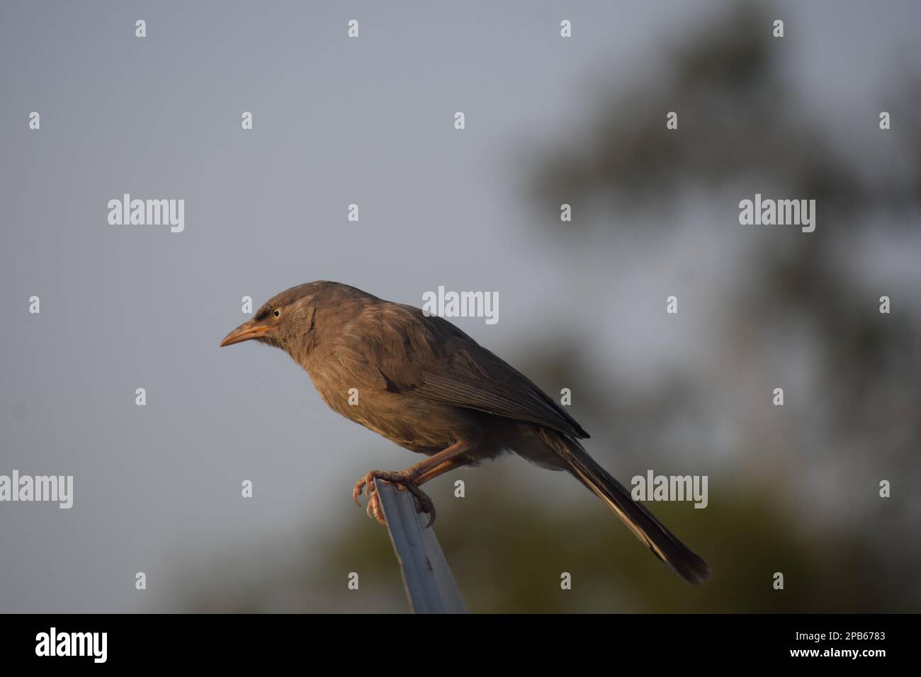 Kostenlose Vögel fliegen hoch, kostenlose Vögel fliegen weit. Stockfoto