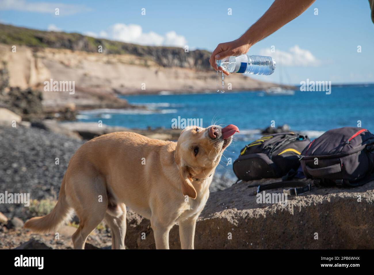 Ein Hund trinkt Wasser, das ihm sein Besitzer aus einer Plastikflasche gegeben hat. Stockfoto