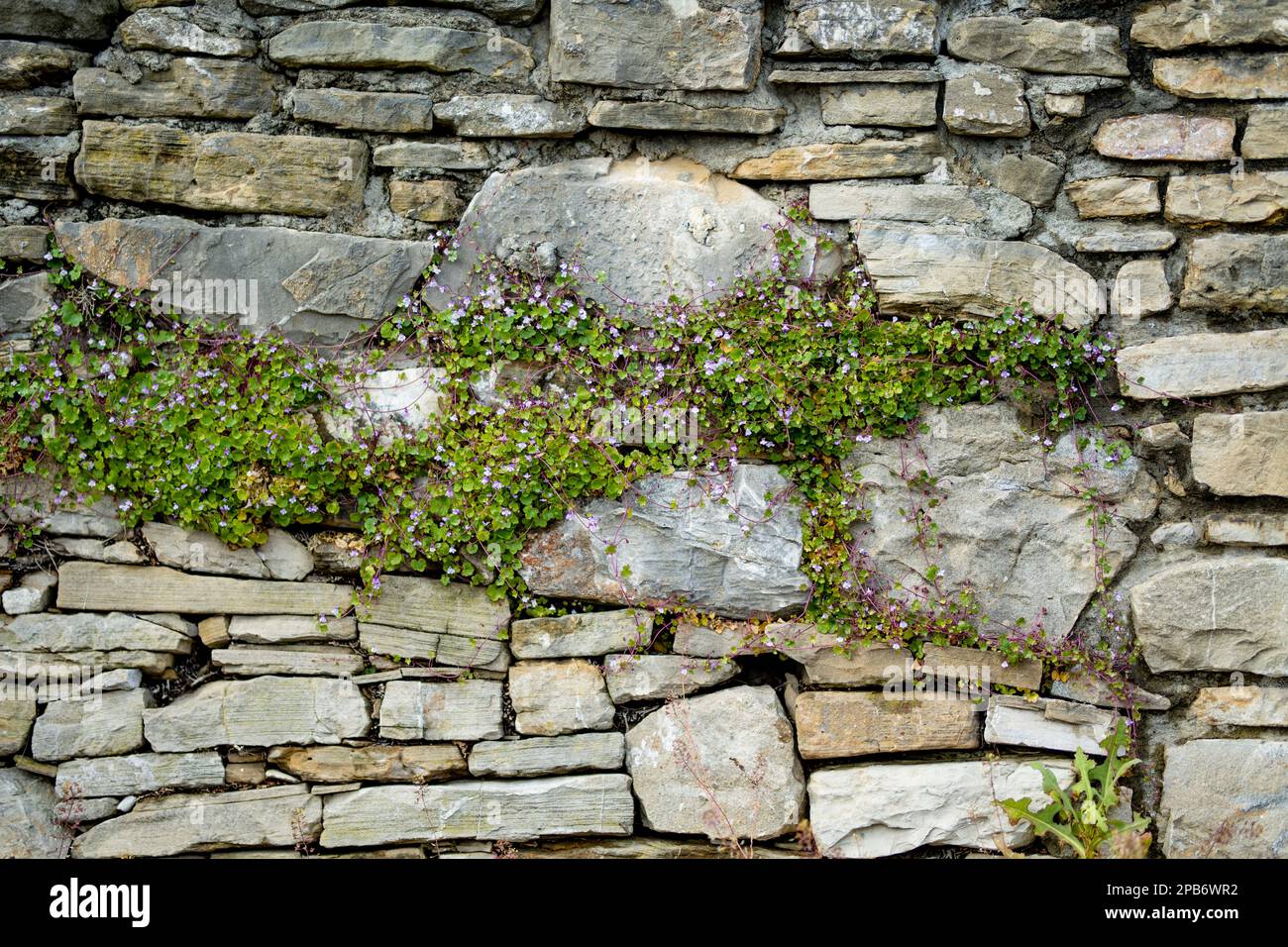 Alte Backsteinmauer, bedeckt mit verflochtenen Zweigen einer Pflanze mit kleinen lila Blüten. Stockfoto