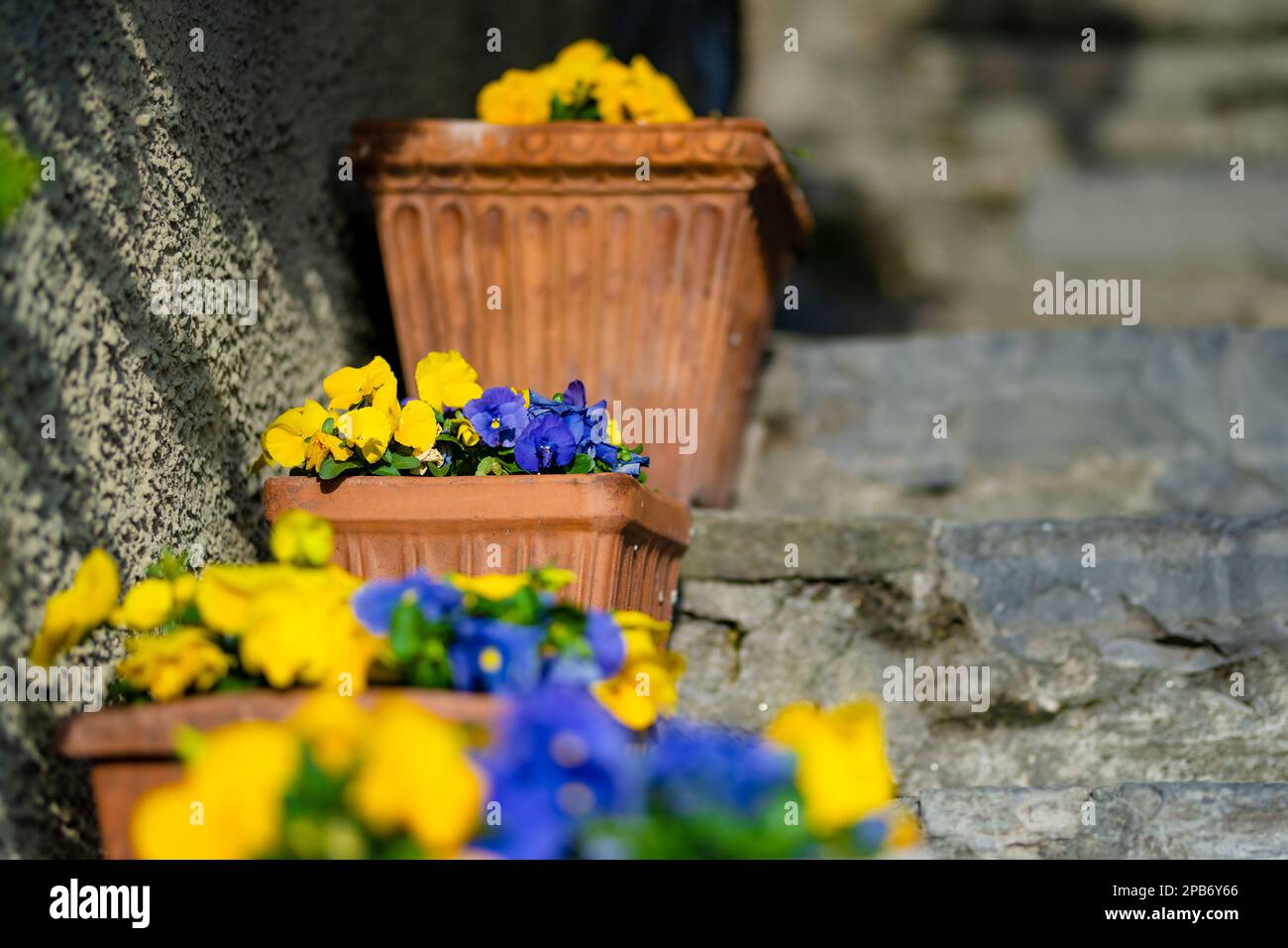 In Varenna, einer der malerischsten Städte am Ufer des Comer Sees, blühen gelb-blaue Schwänze in Blumentöpfen. Charmante Lage mit typi Stockfoto