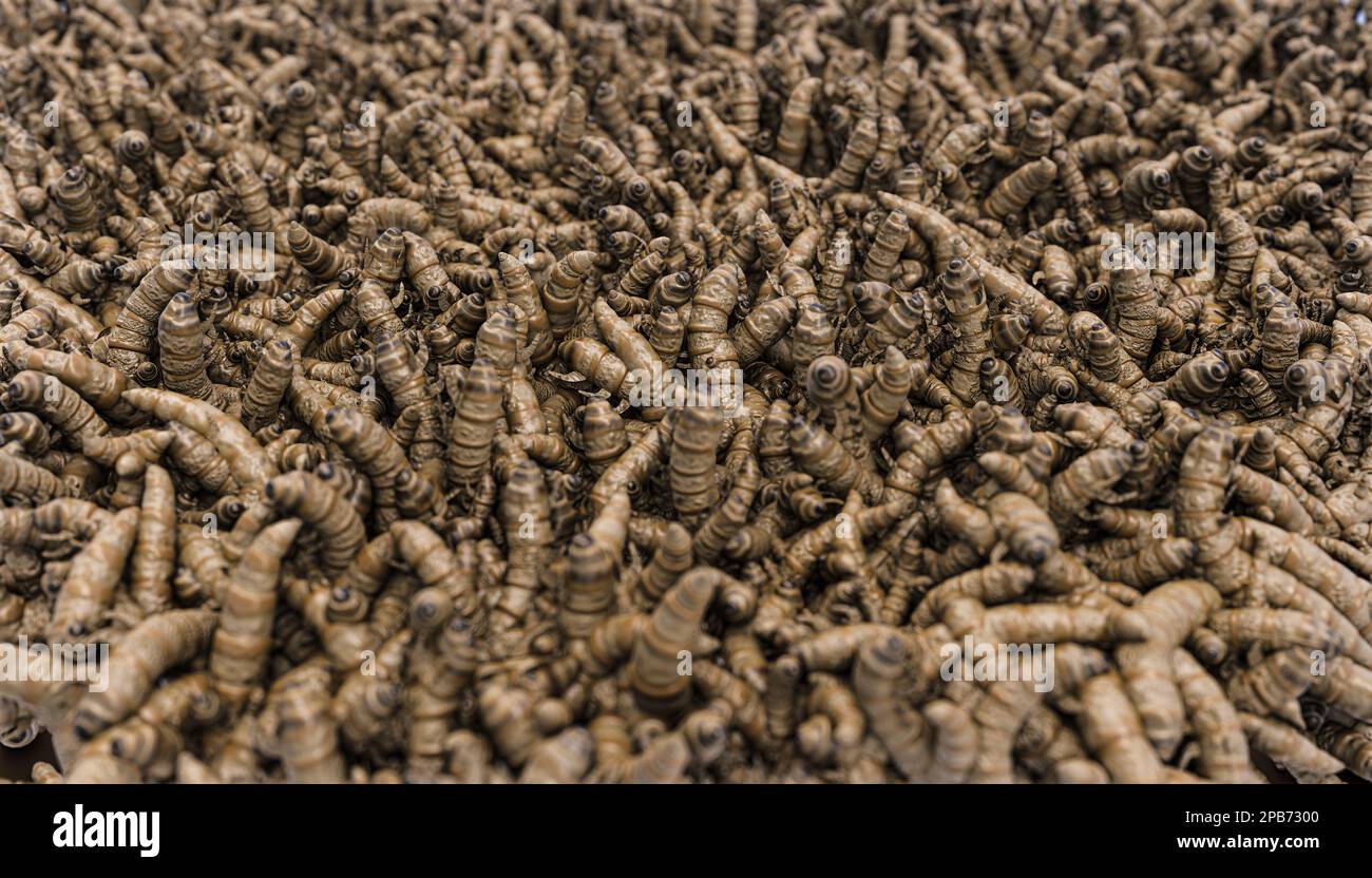 Konsistenz mit Cricketlarven - 3D-Darstellung Stockfoto
