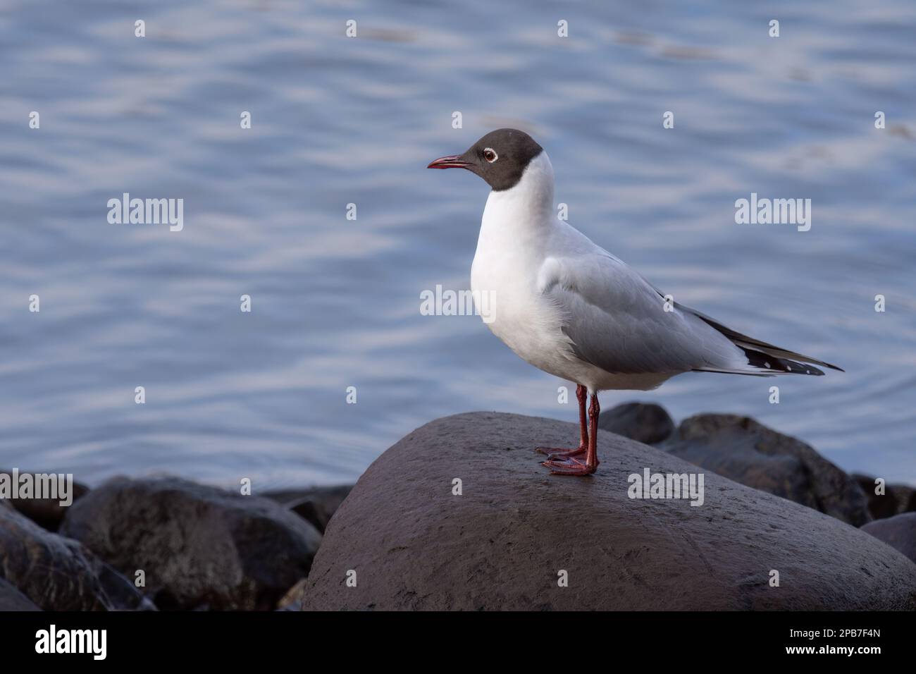 Schwarzkopfmöwe (Chroicocephalus ridibundus) am Fluss Tay in Perth, Schottland. Stockfoto