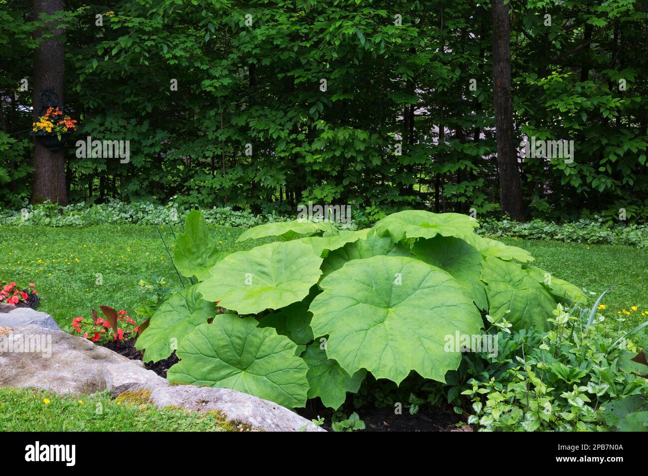 Astilboides tabularis im Frühling an der Felsgrenze im Vorgarten. Stockfoto