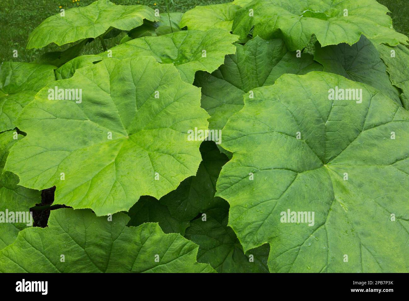 Astilboides tabularis im Garten im Frühling. Stockfoto