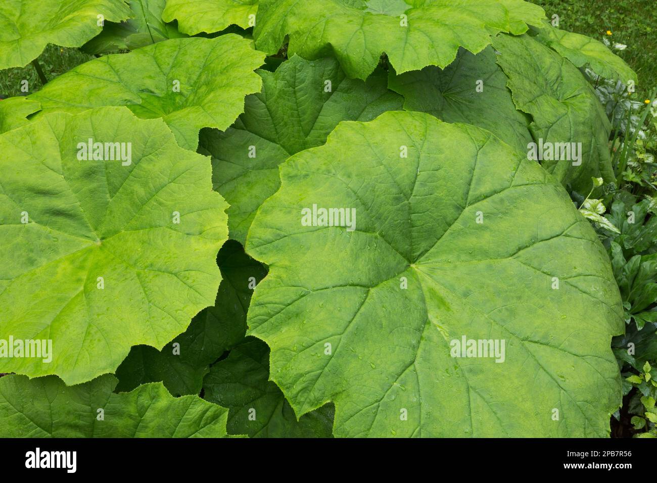 Astilboides tabularis im Frühjahr. Stockfoto