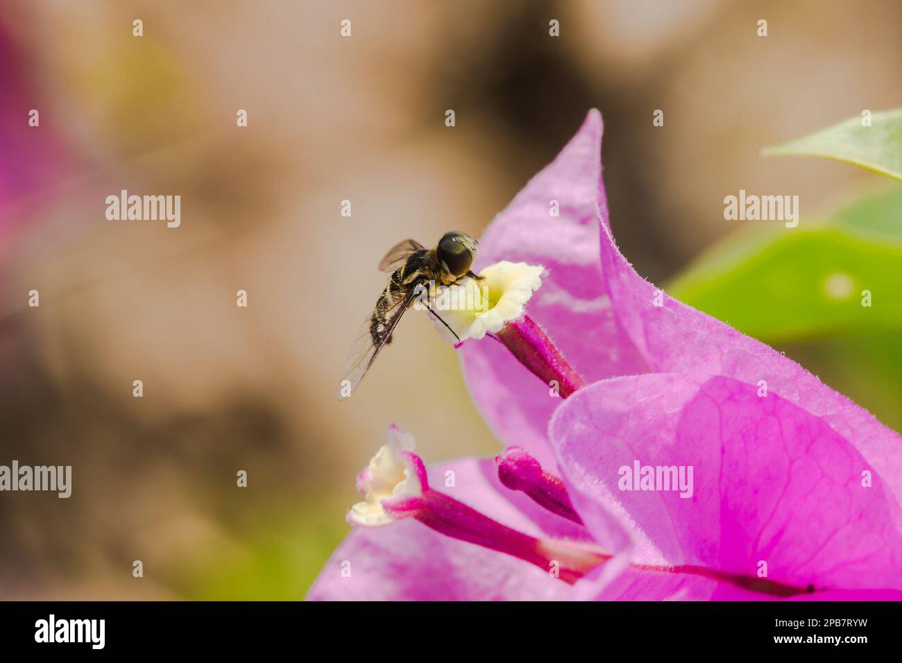 Eine kleine Biene auf einer Blume, eine Biene, die an einem Nektar an einer Blume saugt, eine Biene auf einer rosa Blume, eine Biene auf einer Bougainvillea Blume Stockfoto