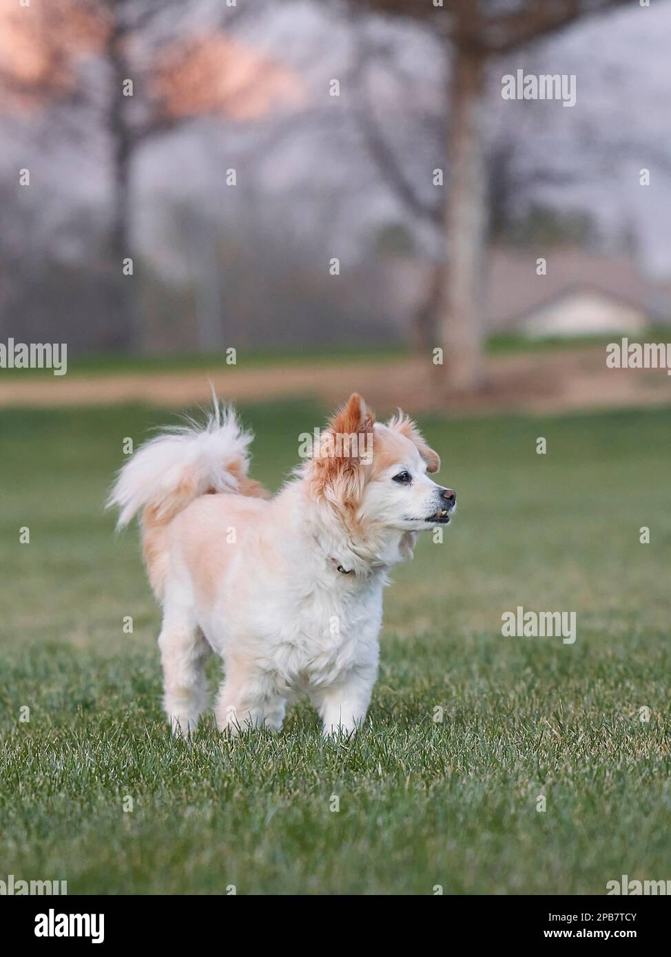 Pommerischer Mischhund, klein, weiß mit hellbraunem und braunem Pelz, steht auf geschnittenem Gras in einem Park. Stockfoto