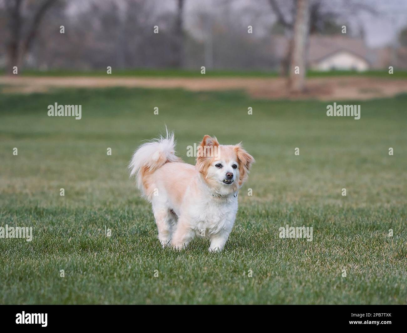 Pommerischer Mischhund, klein, weiß mit hellbraunem und braunem Pelz, steht auf geschnittenem Gras in einem Park. Stockfoto