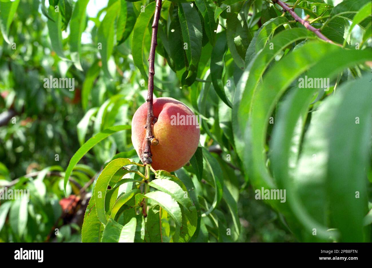 Ein Pfirsich auf einem Peach Tree Stockfoto