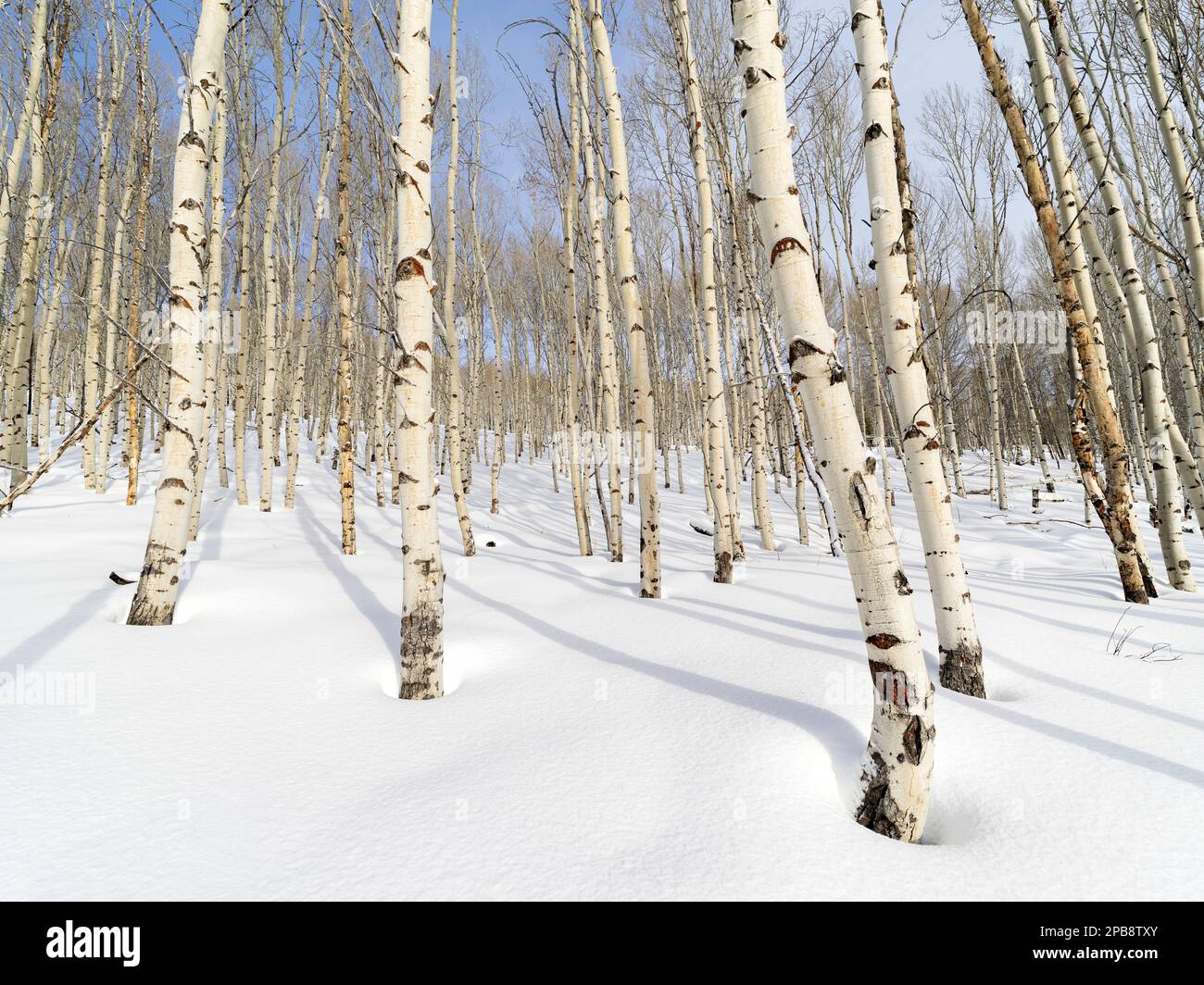 Wald aus Aspen Bäumen im Winter mit langen Schatten über dem Schnee Stockfoto